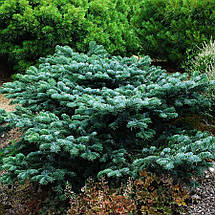 Ялиця Спредінг Стар / h 60-70 / Abies amabilis Spreading Star, фото 3