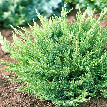 Ялівець казацький Тамарисцифолія (Tamariscifolia) С3