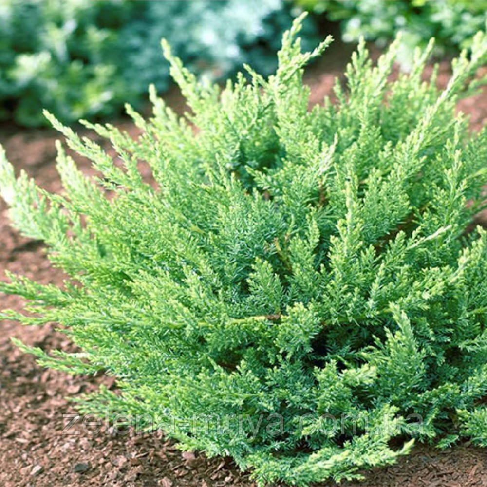 Ялівець казацький Тамарисцифолія (Tamariscifolia) p9 15см.