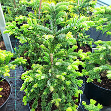 Ялиця Спредінг Стар / h 60-70 / Abies amabilis Spreading Star