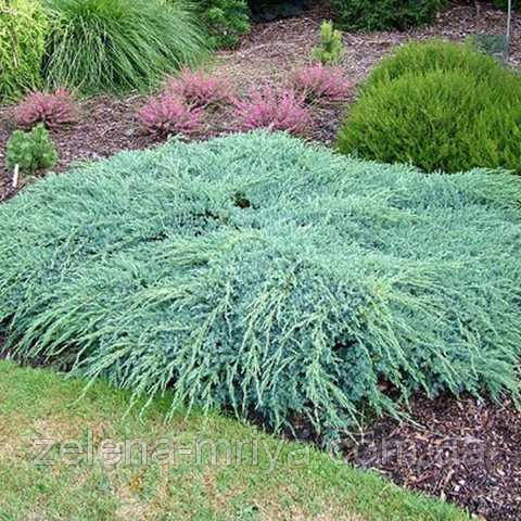 Ялівець лускатий Blue Carpet С5, фото 1