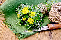 Rhodiola Rosea: родіола рожева як потужний адаптоген і антиоксидант