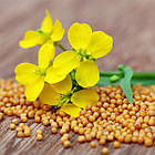 Гірчиця жовта на сидерат 50 кг.