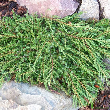 Ялівець звичайний Грін Карпет (Green Carpet) С3