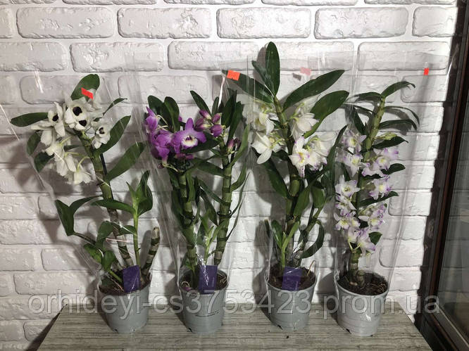 Купить Дендробиум, цена 395 ₴ — Prom.ua (ID#1875156350)