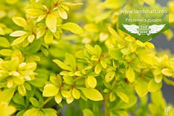 Berberis thunbergii 'Golden Dream', Барбарис Тунберга 'Голден Дрім',C5 - горщик 5л