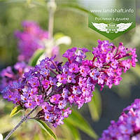 Buddleja davidii 'Nanho Purple', Будлея Давіда 'Нано Пьорпл',C2 - горщик 2л