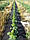 Агроволокно чорне для мульчування Agrimpex Pegas Agro 1,06х100м 50 г/м2 (Польща), фото 6