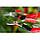 Секатор-ножиці для квітів, овочів і фруктів з вигнутим лезом FELCO 320, фото 3