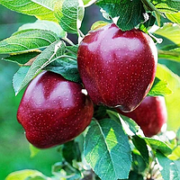 Саженец яблони Ред чиф зимний сорт однолентее