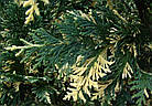 Саджанці Кипарисовика нутканського Варієгата (Chamaecyparis nootkatensis Variegata) Р9, фото 2