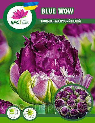 Тюльпан махровий пізній Blue Wow