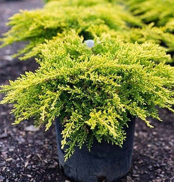 Ялівець середній / пфіцеріана Олд Голд ((Old Gold) C3