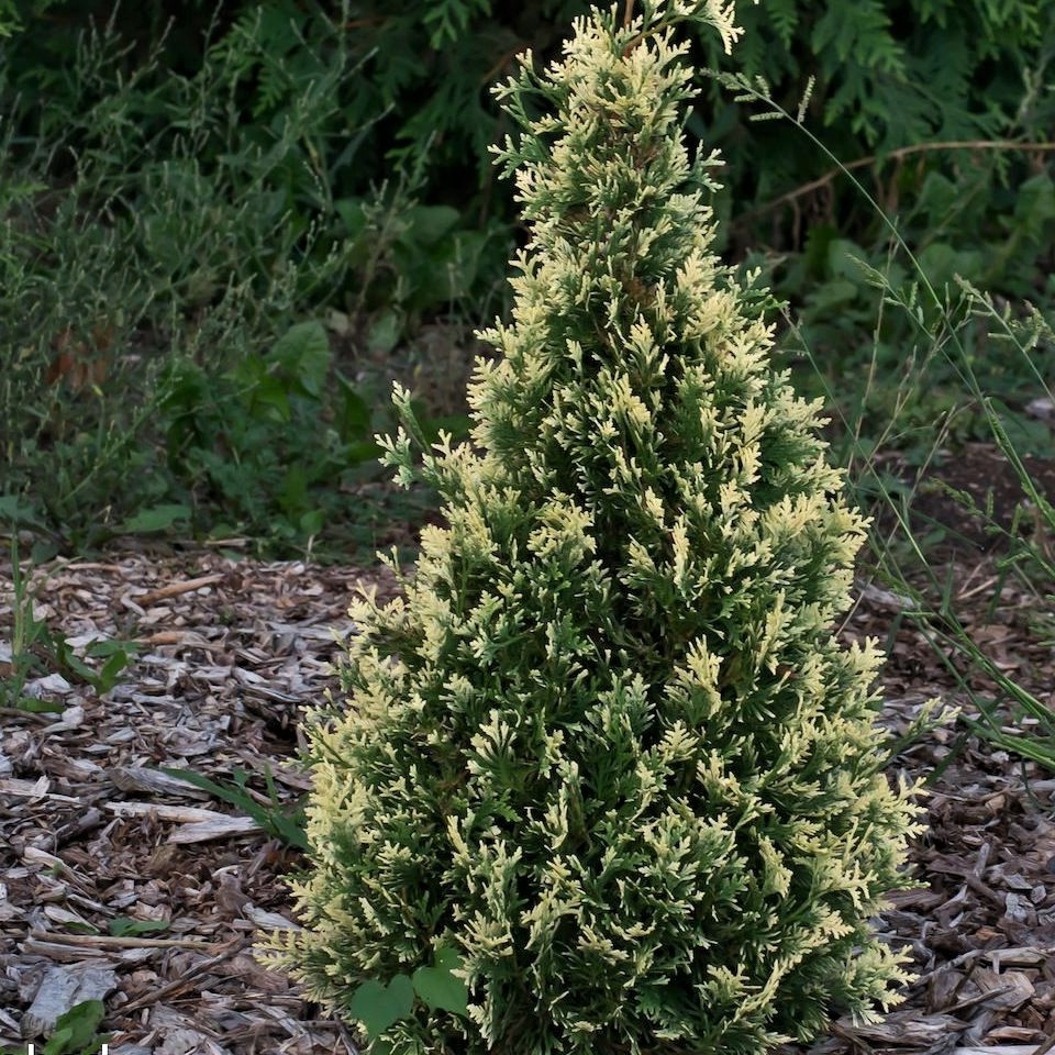 Саджанці Кипарисовика нутканського Варієгата (Chamaecyparis nootkatensis Variegata) Р9, фото 1