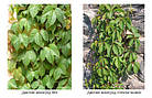 Саджанці Винограду Вічі, щепленого (Parthenocissus tricuspidata Veitchii) P9, фото 6