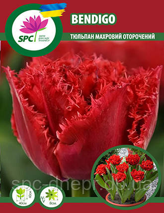 Тюльпан махровий оторочений Bendigo