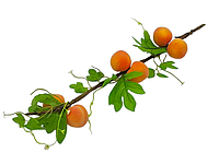 Искусственная ветка персики 6 штук Муляж фрукты для декора L 58 cm
