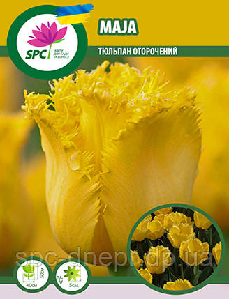 Тюльпан Maja