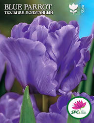 Тюльпан Blue Parrot
