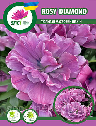 Тюльпан махровий пізній Rosy Diamond