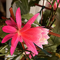 Эпифиллум розовый, Epiphyllum