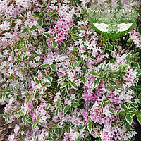 Weigela florida 'Variegata', Вейгела квітуча 'Варієгата',C2 - горщик 2л