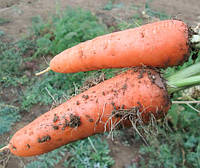 Морковь Абако F1 семена сорта ранней моркови типа Шантане с тупым кончиком