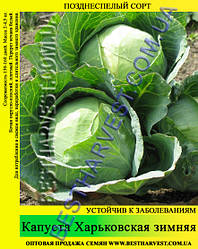 Насіння капусти Харківська зимова 0.5 кг, білокачанна