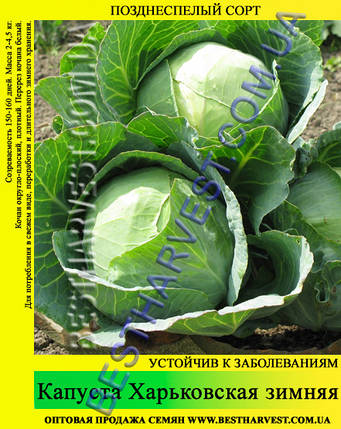 Насіння капусти Харківська зимова 0.5 кг, білокачанна, фото 2