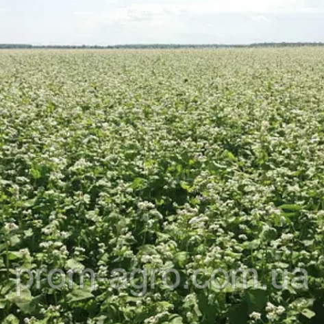 Насіння гречки Дикуль еліта мішок 50 кг, фото 1