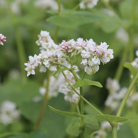 Насіння гречки Дев'ятка еліта мішок 50 кг
