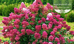 Hydrangea paniculata 'Wim's Red', Гортензія волотиста 'Вімс Ред',C2 - горщик 2л