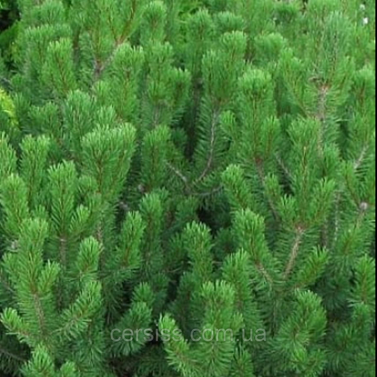 Сосна гірська піренейська гачкувата, Pinus uncinata