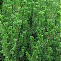 Сосна гірська піренейська гачкувата, Pinus uncinata