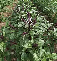 Семена Базилик Cinamonette микрогрин | беби листья | взрослая зелень (import) 500