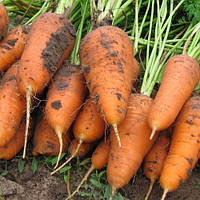 Морковь Шантане семена сорта среднеспелой высокоурожайной моркови с тупым кончиком для хранения