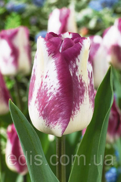 Тюльпан Тріумф Shirley Dream (Ширлі Дрім) 3 цибулинки 11/12