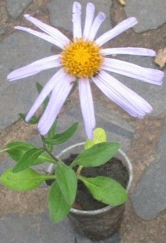 Астра альпійська (Блакидна ромашка) Розсада в контейнерах Д5., фото 1