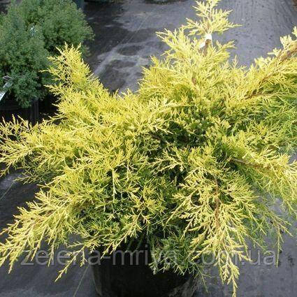 Ялівець віргінський Голден Спрінг (Golden Spring) p9 15см.