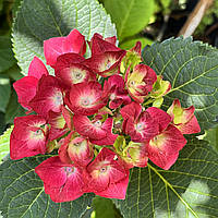 Гортензия Хот ред, Hydrangea macrophylla Hot red