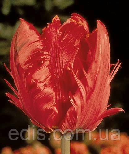 Тюльпан папуговий Karel Doorman (Карел Дормен) 3 цибулинки