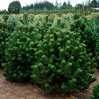 Сосна чорна Орегон Грін (Pinus nigra Oregon Green)
