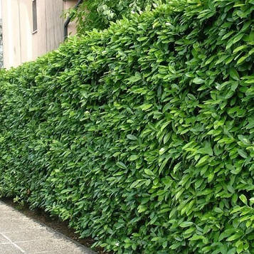 Бирючина звичайна (саджанці) С3