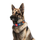 Нашийник нейлон 46-70 см 35 мм Waudog Bang Nylon Collar для собак, фото 4