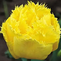 Тюльпан махровий оторочений Exotic Sun 11/12