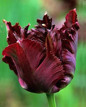 Тюльпан папуговий Black Parrot 3 цибулинки