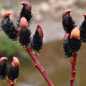 Верба тонкостовбурна Melanostachys (Меланостахіс) контейнер 0,5л