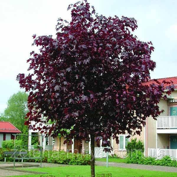 Клен гостролистий Роял Реl (Royal Red) Акційний, фото 1