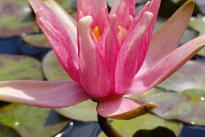ЛАТАТТЯ, НІМФЕЯ "ЧЕРВОНА МІНІ" - рослина для міні ставка, водної клумби, ставочка у вазоні