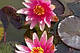 ЛАТАТТЯ, НІМФЕЯ "ЧЕРВОНА МІНІ" - рослина для міні ставка, водної клумби, ставочка у вазоні, фото 7